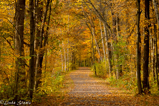 Fall path Wild River State Park 11214 _Staats